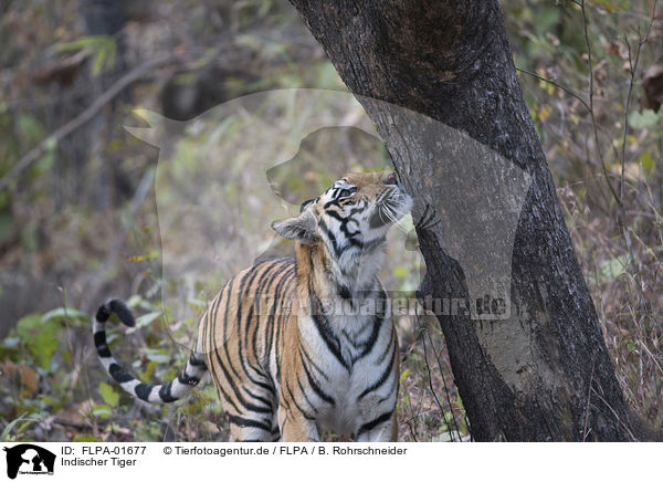 Indischer Tiger / Royal Bengal tiger / FLPA-01677