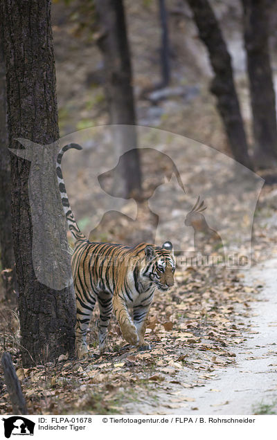 Indischer Tiger / FLPA-01678