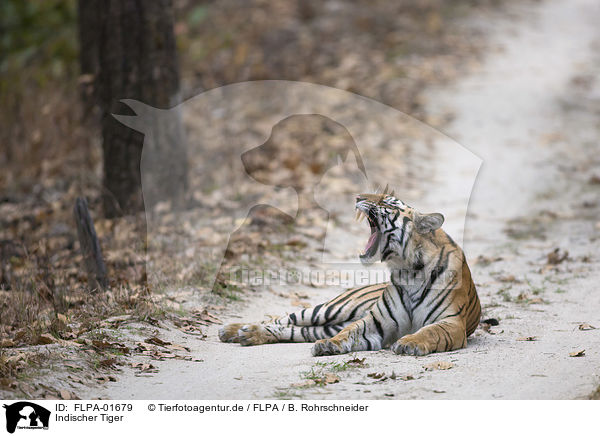 Indischer Tiger / FLPA-01679