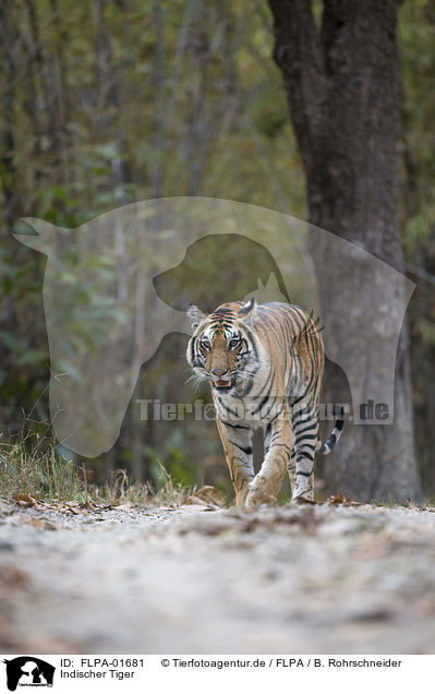 Indischer Tiger / Royal Bengal tiger / FLPA-01681
