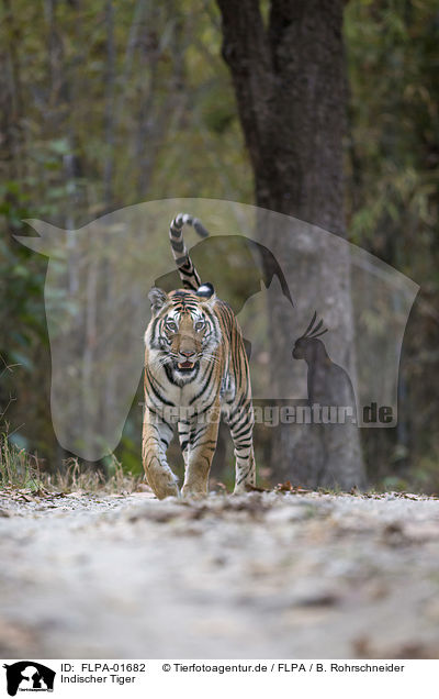 Indischer Tiger / FLPA-01682