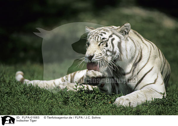 Indischer Tiger / FLPA-01683