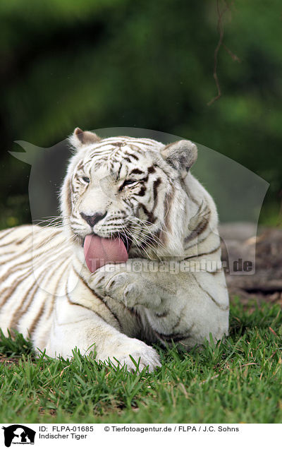 Indischer Tiger / FLPA-01685
