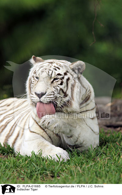 Indischer Tiger / Royal Bengal tiger / FLPA-01685