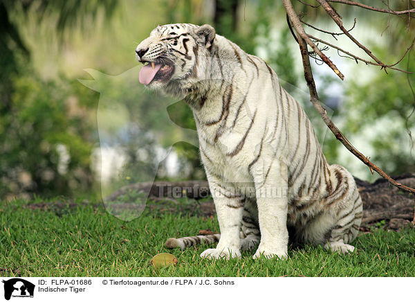 Indischer Tiger / Royal Bengal tiger / FLPA-01686
