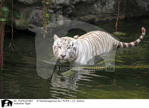Indischer Tiger / FLPA-01687