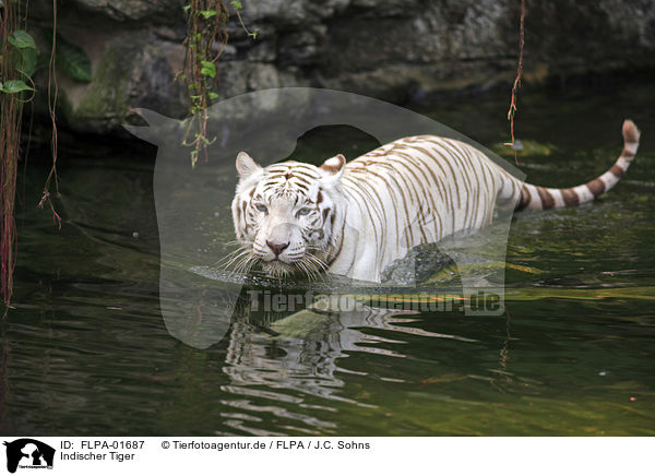 Indischer Tiger / Royal Bengal tiger / FLPA-01687