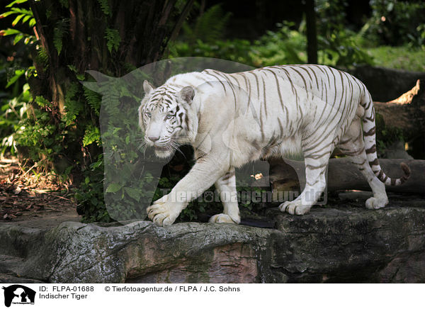 Indischer Tiger / FLPA-01688
