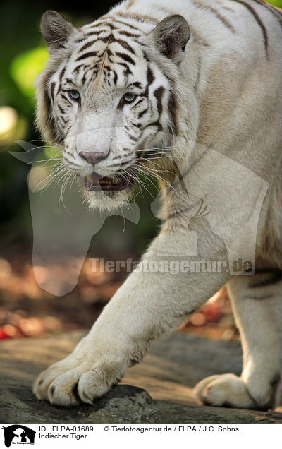 Indischer Tiger / FLPA-01689