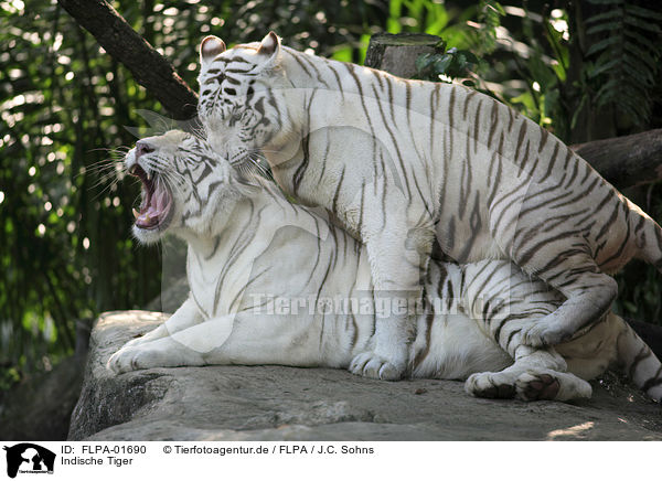 Indische Tiger / Royal Bengal tigers / FLPA-01690