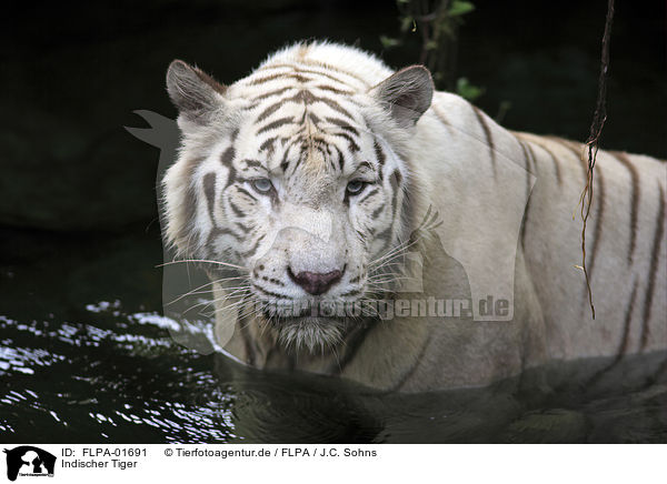 Indischer Tiger / FLPA-01691