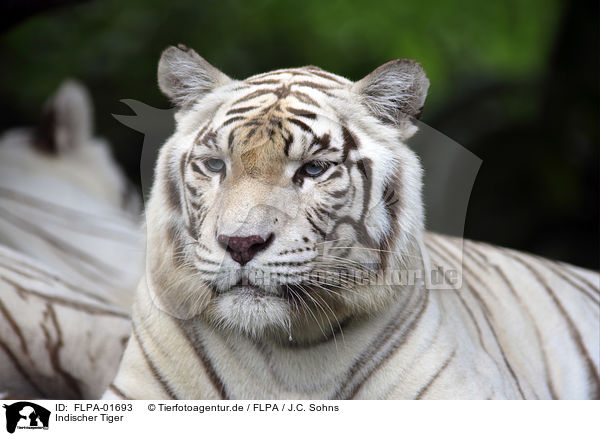 Indischer Tiger / FLPA-01693