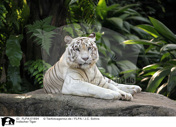 Indischer Tiger / FLPA-01694