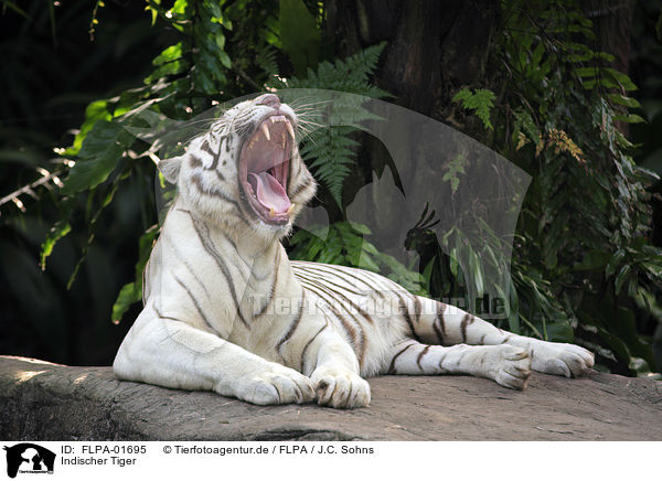 Indischer Tiger / Royal Bengal tiger / FLPA-01695
