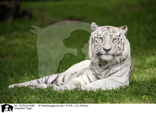 Indischer Tiger / FLPA-01698
