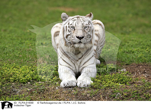 Indischer Tiger / Royal Bengal tiger / FLPA-01699