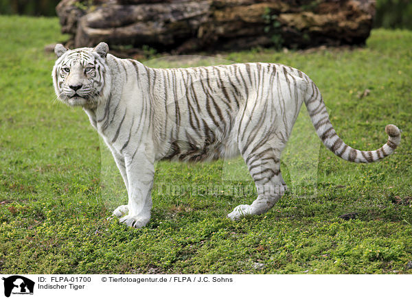 Indischer Tiger / FLPA-01700