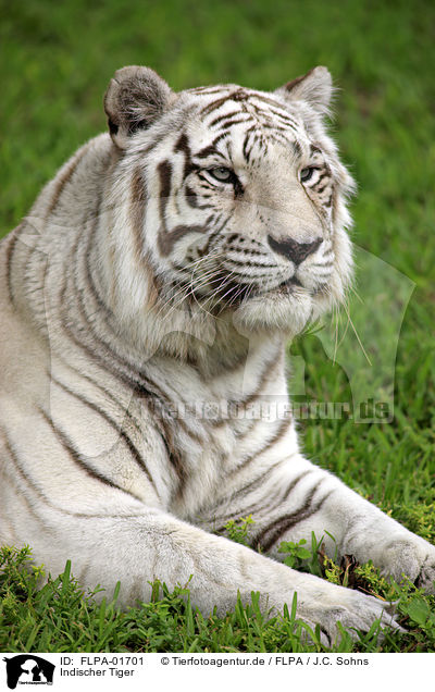Indischer Tiger / FLPA-01701