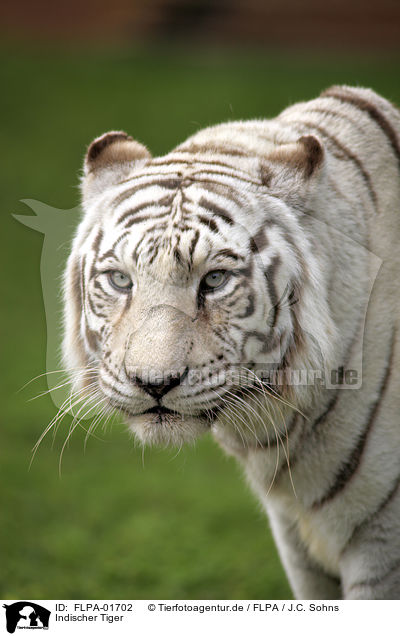 Indischer Tiger / Royal Bengal tiger / FLPA-01702