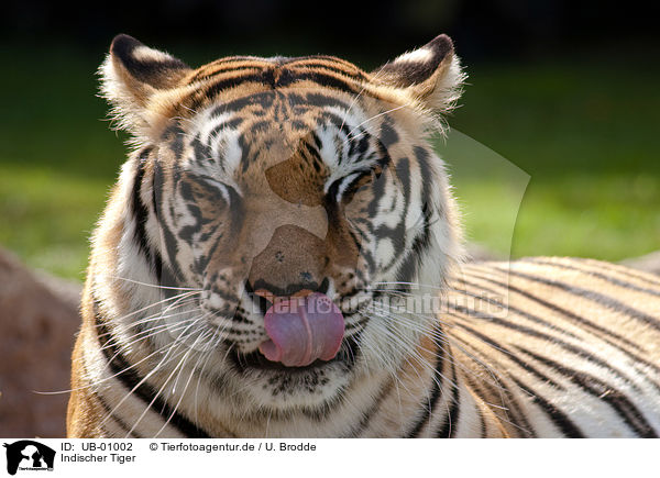 Indischer Tiger / UB-01002