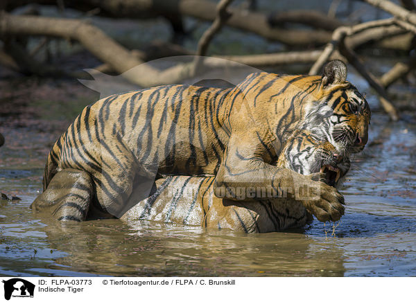Indische Tiger / Bengal tiger / FLPA-03773