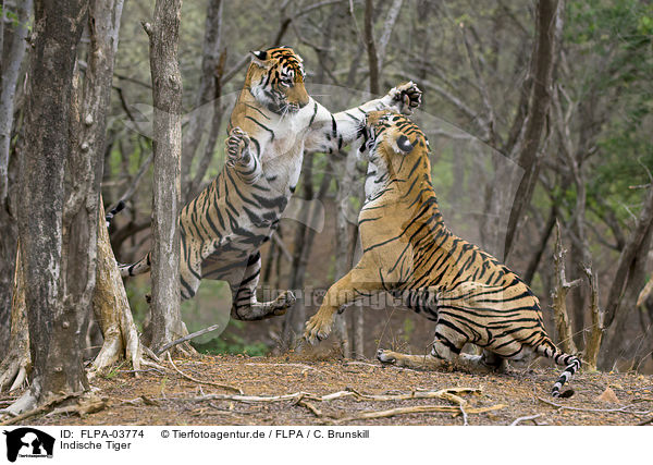 Indische Tiger / FLPA-03774