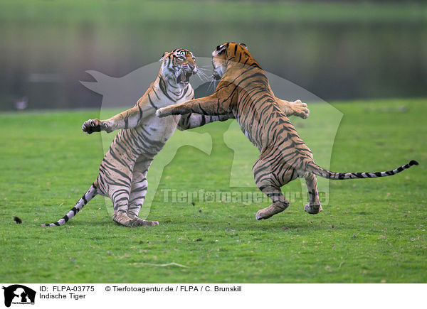 Indische Tiger / Bengal tiger / FLPA-03775
