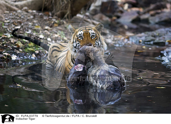 Indischer Tiger / FLPA-03779