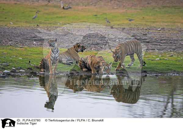 Indische Tiger / Bengal tiger / FLPA-03780
