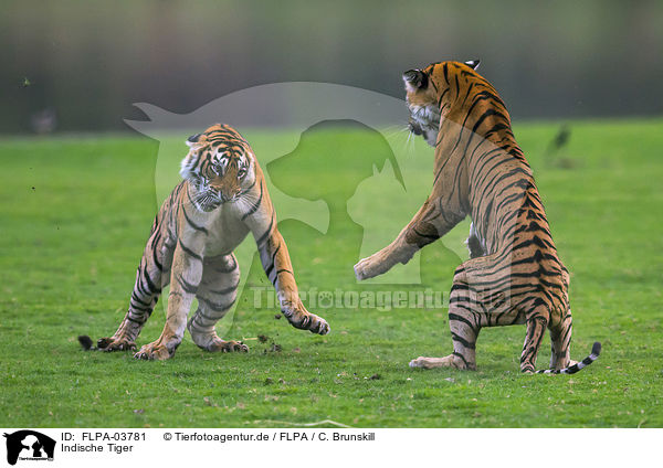 Indische Tiger / FLPA-03781