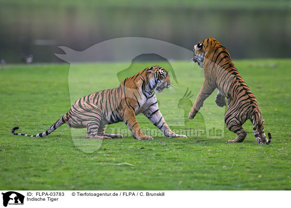 Indische Tiger / FLPA-03783