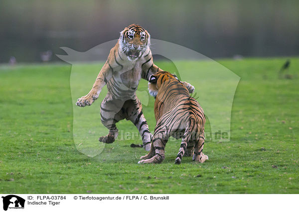 Indische Tiger / Bengal tiger / FLPA-03784