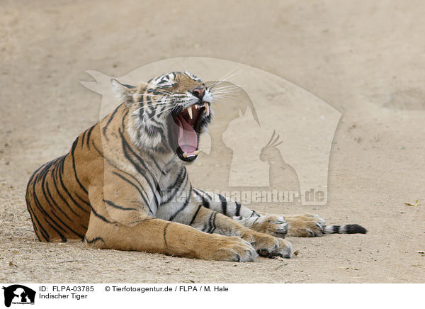 Indischer Tiger / FLPA-03785