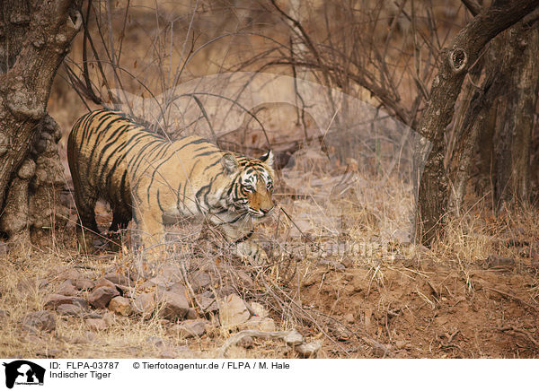 Indischer Tiger / FLPA-03787