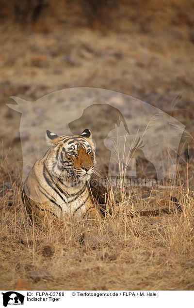 Indischer Tiger / FLPA-03788