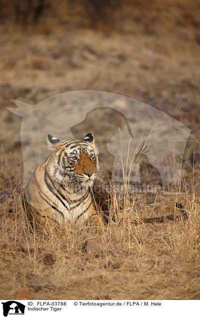 Indischer Tiger / Bengal tiger / FLPA-03788
