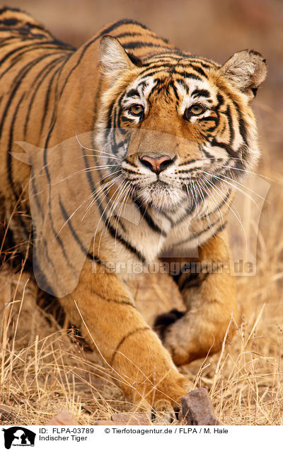 Indischer Tiger / FLPA-03789
