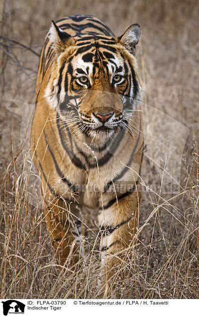Indischer Tiger / FLPA-03790