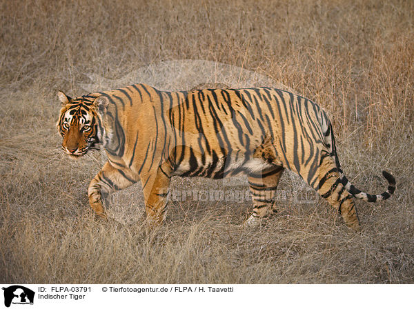 Indischer Tiger / FLPA-03791