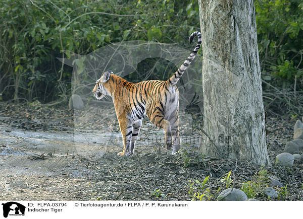 Indischer Tiger / FLPA-03794