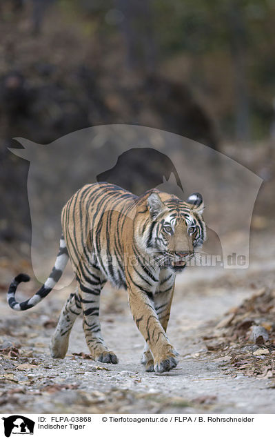 Indischer Tiger / FLPA-03868
