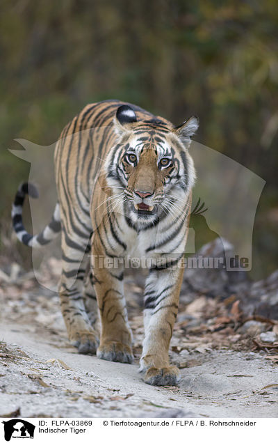 Indischer Tiger / Bengal tiger / FLPA-03869