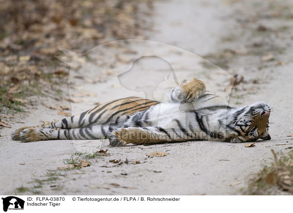 Indischer Tiger / Bengal tiger / FLPA-03870