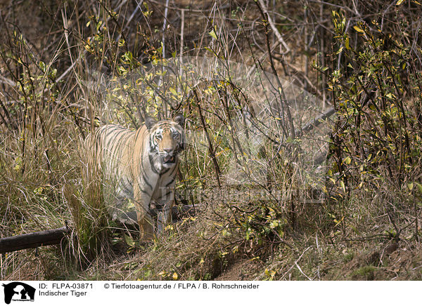 Indischer Tiger / FLPA-03871