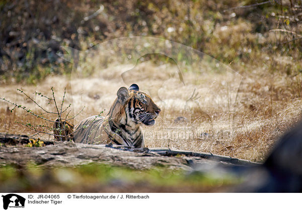 Indischer Tiger / Bengal tiger / JR-04065