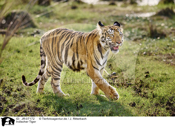 Indischer Tiger / Bengal Tiger / JR-07172