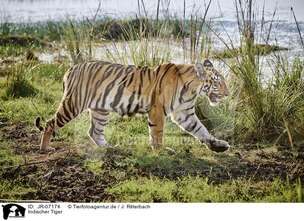 Indischer Tiger / Bengal Tiger / JR-07174