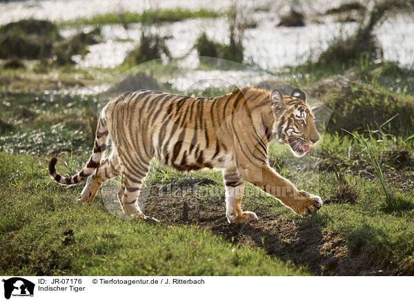 Indischer Tiger / Bengal Tiger / JR-07176