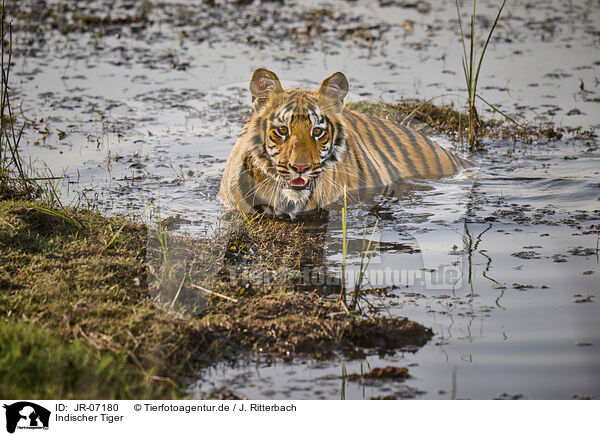 Indischer Tiger / Bengal Tiger / JR-07180