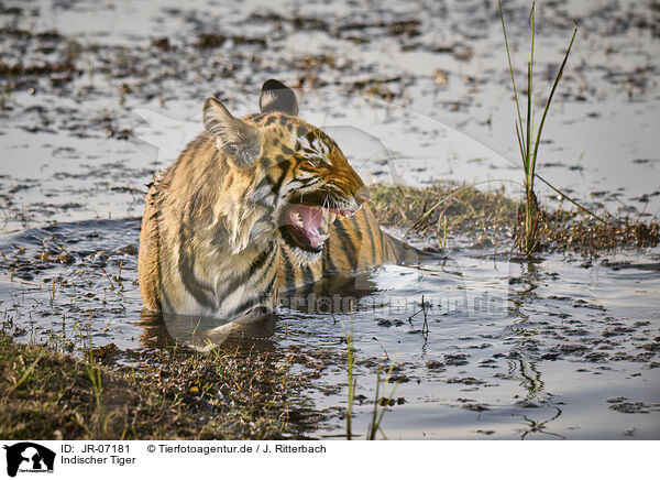 Indischer Tiger / Bengal Tiger / JR-07181